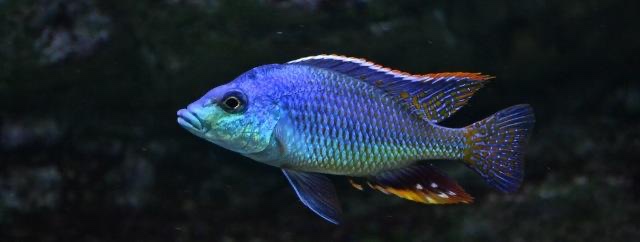 Protomelas similis 'Chiofu'